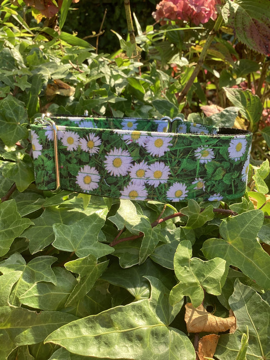 Daisies Martingale Collar