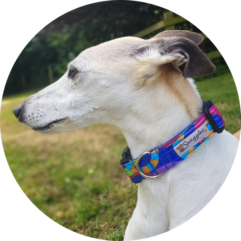 Swaggles dog deals collars